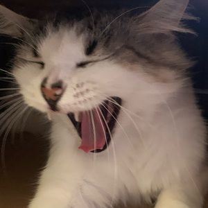 Meet your Posher, Alissa